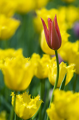 Image showing Red tulip