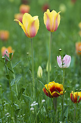 Image showing Yellow tulips