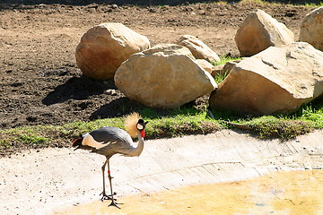 Image showing East African Crowned Crane