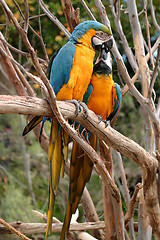 Image showing Blue And Gold Macaw