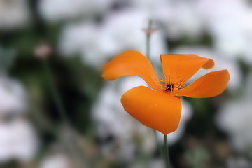 Image showing California Poppy