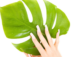 Image showing female hands with green leaf