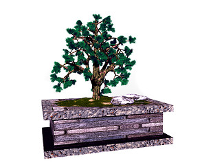 Image showing Bonsai tree