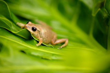 Image showing Small tan frogg