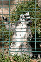 Image showing Ring Tailed Lemur