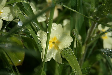 Image showing Spring Primrose