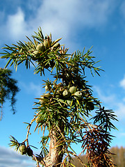 Image showing Cade lop whit fruit in sky