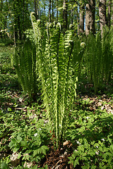 Image showing Springtime forest