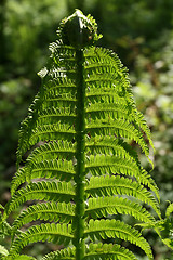 Image showing Fern