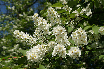 Image showing Spring blossom