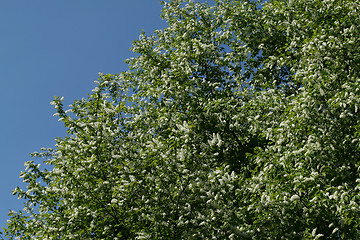 Image showing Bird Cherry tree