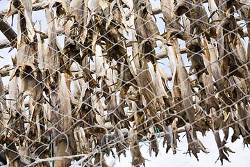 Image showing dried fish