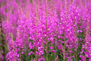 Image showing  willowweed