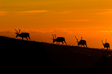 Image showing sunset deers