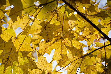 Image showing Yellow autumn maple leaves