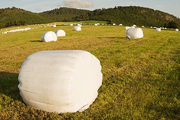 Image showing rolls of hay