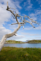 Image showing dry tree