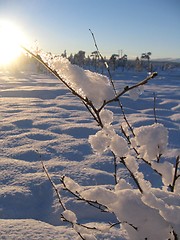 Image showing Branch with ice