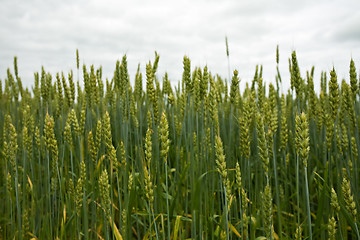 Image showing Green ears of wheat