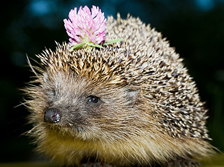 Image showing hedgehog with flower