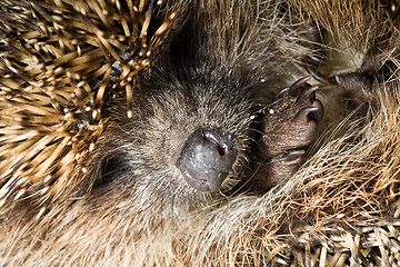 Image showing hedgehog's nose
