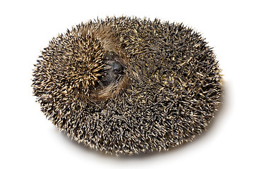 Image showing hedgehog