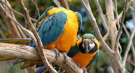 Image showing Blue And Gold Macaws