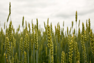 Image showing Green ears of wheat