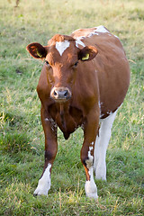 Image showing cow