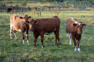 Image showing Three brown cows