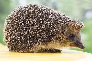 Image showing hedgehog