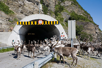 Image showing deers in tunnel