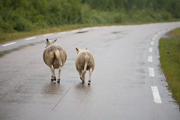 Image showing Two sheeps