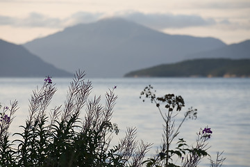 Image showing Grass growing ashore lake