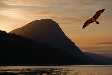 Image showing Bird flying above a lake