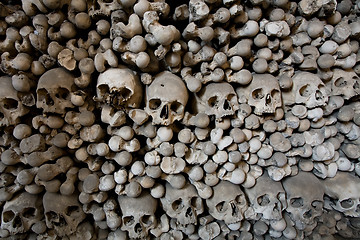 Image showing human bones and skulls