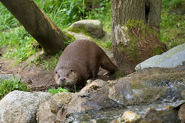 Image showing  beaver approaches to water