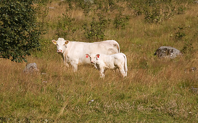 Image showing Cow with little calf