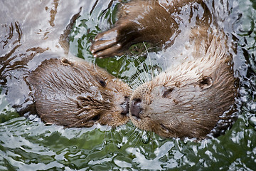 Image showing otters