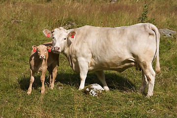 Image showing Cow with little calf