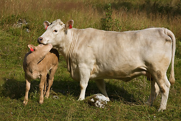 Image showing calf snuggled up to the cow