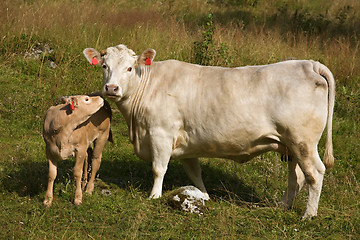 Image showing Cow with little calf