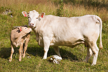 Image showing cow with calf