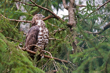 Image showing hawk sits on a tree