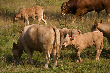 Image showing Cows eat in a meadow
