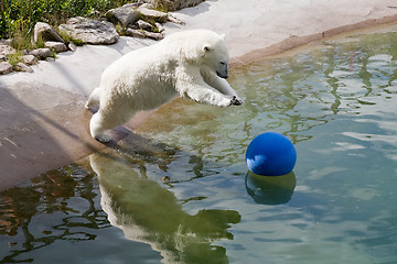 Image showing jumping polar bear