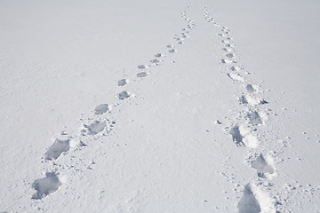 Image showing footprints on snow
