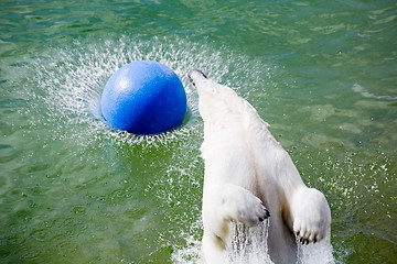 Image showing jumping polar bear