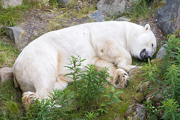 Image showing white polar bear