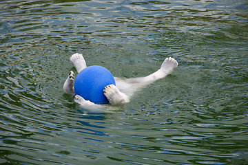 Image showing polar bear swim in water